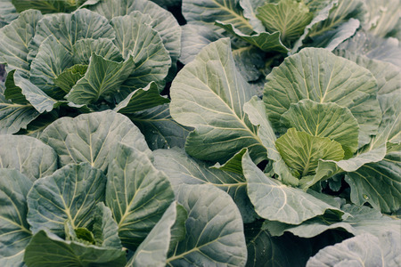 Organic vegetables. Fresh savoy cabbage harvested on the garden backgroundの写真素材