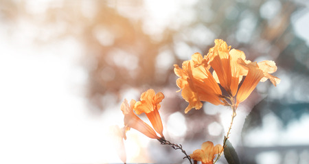 Yellow flowers on a colorful sunset background
