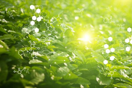 Biology laboratory nature and science, Plants with biochemistry structure on green background. の写真素材