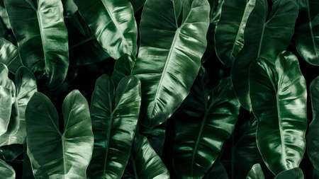 Tropical green leaf texture, Bon leaves on nature background.