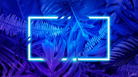 Colorful nature concept, Neon colorful of tropical leaves with neon frame, Leaf of plant, Creativity and design, Blue tone.の写真素材