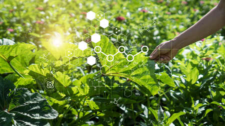 Hand touching plants green with biochemistry structure on background. Science of plant research,...