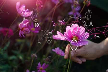 Biology laboratory nature and science, Hand man touch of nature, Flower and plants with biochemistry...