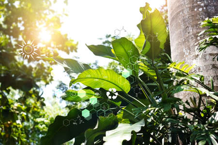 Biology laboratory nature and science, DNA. Plants with biochemistry structure on summer jungle background.の写真素材