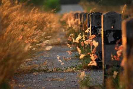 grass beside the roadの写真素材