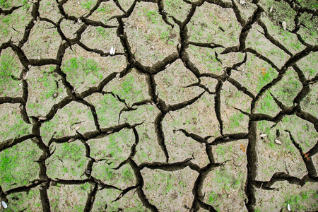 Growing on rainlessの写真素材