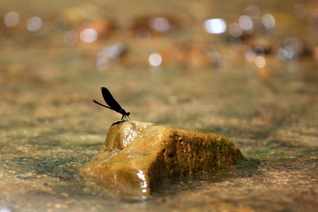 Dragonfly at stone of waterfallの写真素材