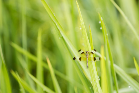 Dragonfly on rice grass in the morningの写真素材