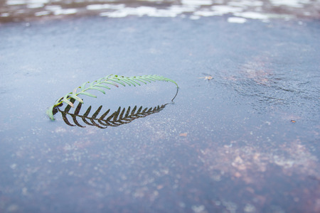 patient plant growing on the rockの写真素材
