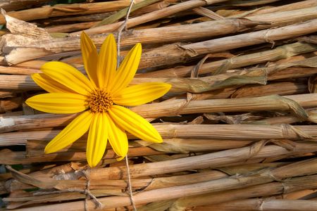 beautiful yellow flower is on rush matの写真素材