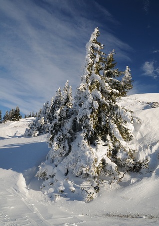 winter treeの写真素材