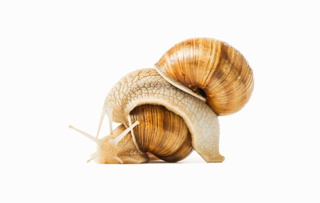 Two snails drawn to each other isolated on a white background. The concept of love, feelings, attitudes.の写真素材