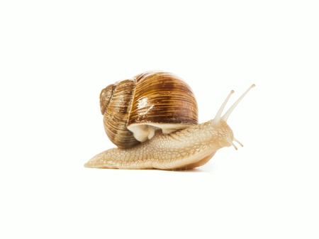sweet charming snail isolated on white backgroundの写真素材