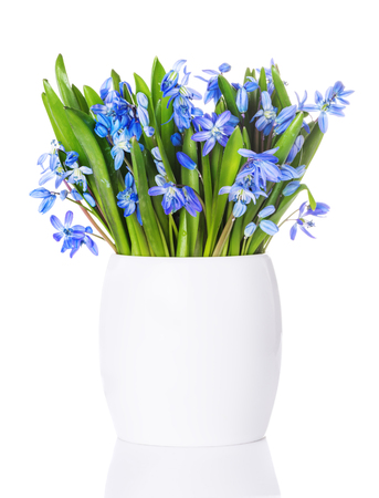 Blue snowdrops, first spring flowers, scilla siberica  in a white vase isolated on white backgroundの写真素材