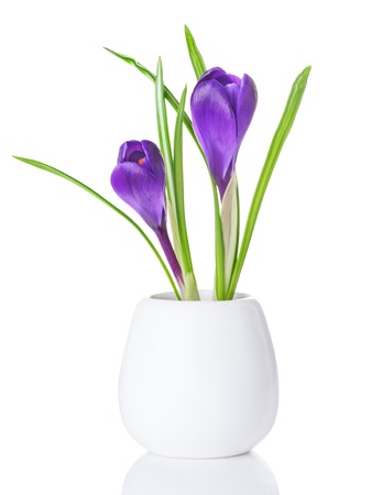 purple crocuses in a white vase isolated on white backgroundの写真素材
