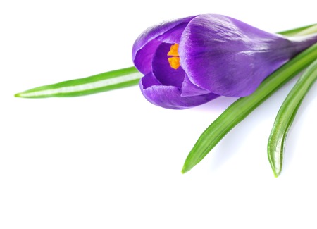 purple crocus isolated on white background close upの写真素材