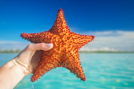 hand holding a red starfish near Saona island in the Caribbean Sea, Dominican Republicの写真素材