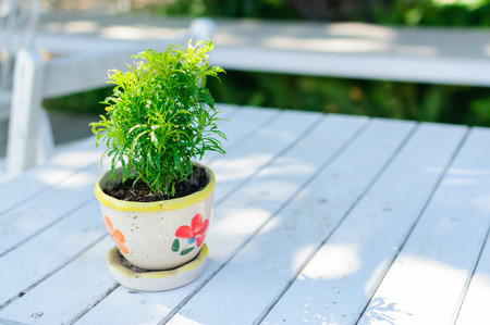 Little plants in the pot on the white tableの写真素材