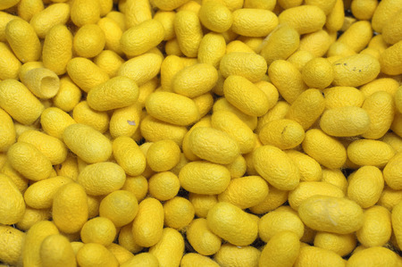 Yellow silkworm cocoon for backgroundの写真素材