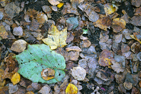 Fall inevitably come. Photo embodies loneliness sadness in my heart . there is hope. toned photo . focus on the sheet. close-up. conceptual photoの写真素材