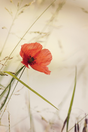 Wild poppy flower on a yellow background. Vintage colorsの写真素材