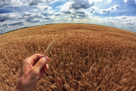 Man holds ears of corn in his hand. A field of wheat in the background. First-person view.の写真素材