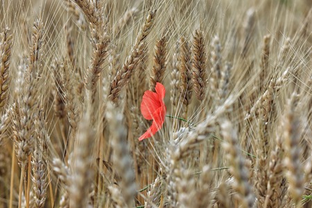Single red poppy in the field of yellow ripe wheatの写真素材