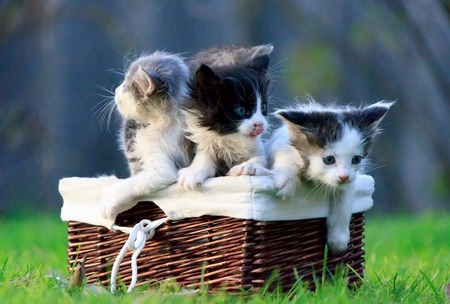 Three kittens sitting in wicker basket on green grass. One of them licked. The other trying to get out.の写真素材