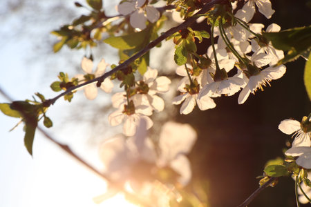 The rays of the setting sun shine through the foliage of a flowering tree. High quality photo