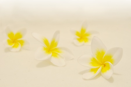 plumeria on white background の写真素材