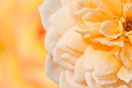 rose pink with water dropの写真素材