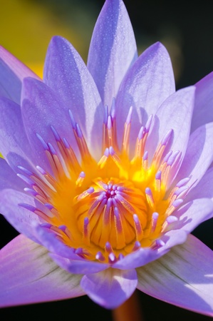 Lotus flowerの写真素材