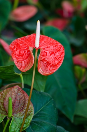 Red anthurium flowerの写真素材