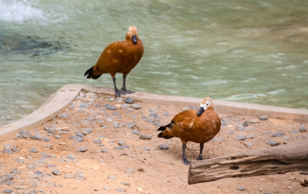 Two duck standing and looking the cameraの写真素材