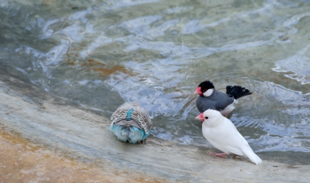 three birds enjoy in the swimming poolの写真素材