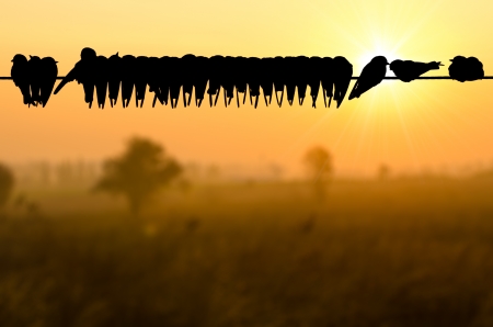 flock of birds stand on power line at moing with sunrise の写真素材