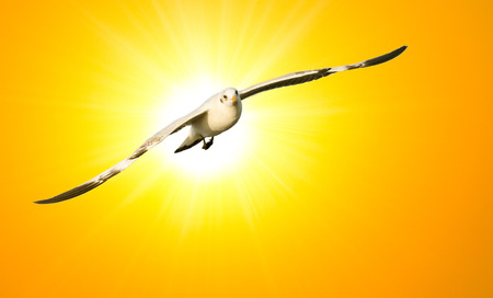 one seagull flying on golden sun skyの写真素材
