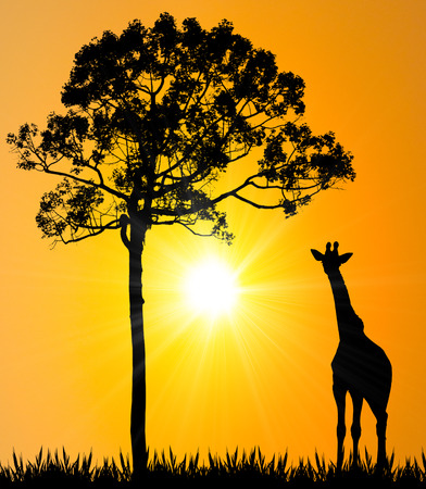 giraffe on grass with big tree and sunsetの写真素材