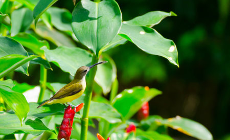 olive-backed sunbirdの写真素材