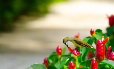 olive-backed sunbirdの写真素材