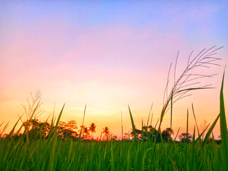 Sunset in the rice field with green grass and blue sky.の写真素材
