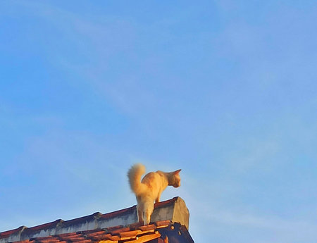 A white cat is on the roof of the house monitoring something.  with a blue sky backgroundの写真素材