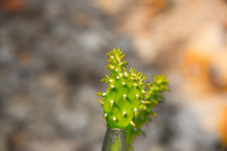 Opuntia cactus close-upの写真素材