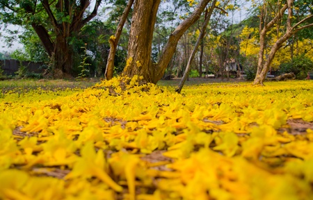 Tabebuia tree blooms in yellow in spring in thailandの写真素材
