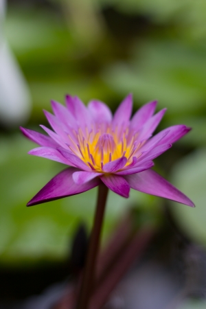 pink lotusの写真素材
