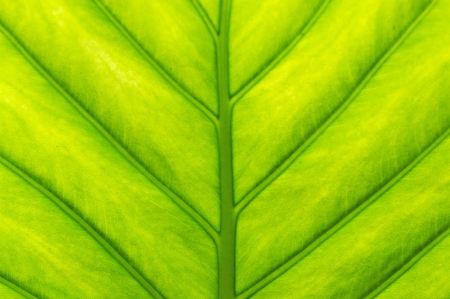 leaf textureの写真素材