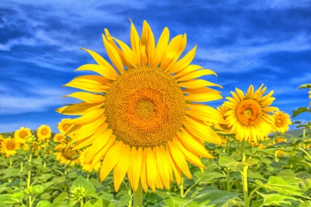 sun flowerの写真素材