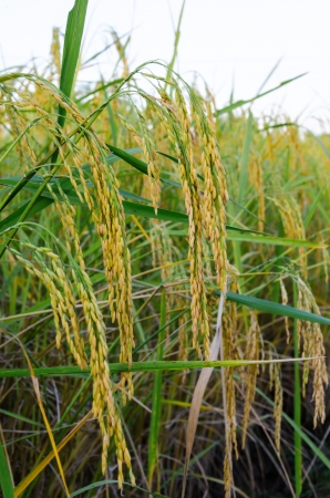 riceの写真素材