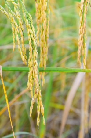 riceの写真素材