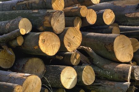 Stack of beech logs ready for winterの写真素材